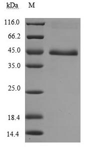 CSB-MP896537HU SDS