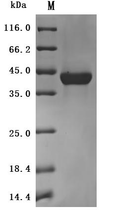 CSB-MP896870HU SDS