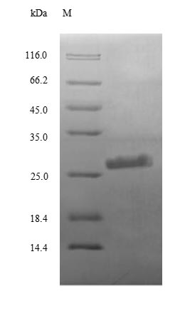 SDS-PAGE- Recombinant protein Human C3