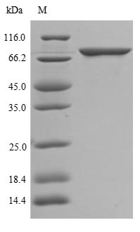 The reducing (R) protein migrates as 70 kDa in SDS-PAGE may be due to glycosylation. The reducing (R) protein migrates as 70 kDa in SDS-PAGE may be due to glycosylation.