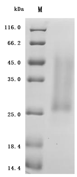 Recombinant Human Activin receptor type-2A (ACVR2A) , partial - image 1