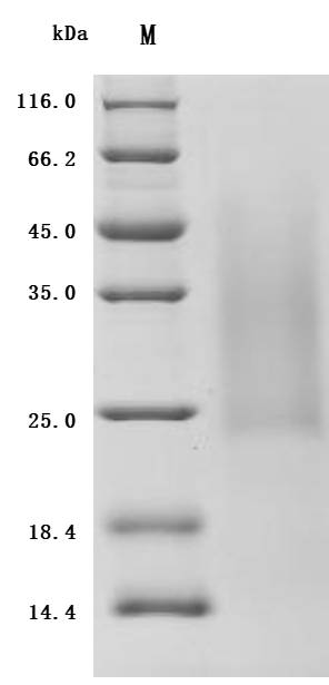 Recombinant Mouse Activin receptor type-2B (Acvr2b) , partial - image 1