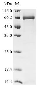 Recombinant Rat Alpha-fetoprotein (Afp) - image 1