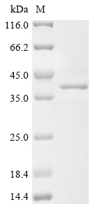 Recombinant Mouse Single-stranded DNA cytosine deaminase (Aicda) - image 1