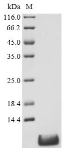 Recombinant Rat Apelin (Apln) , partial - image 1