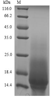 The reducing (R) protein migrates as 16 kDa in SDS-PAGE may be due to glycosylation. The reducing (R) protein migrates as 16 kDa in SDS-PAGE may be due to glycosylation.