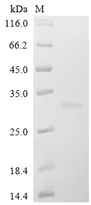 Recombinant Human Bcl-2-like protein 11 (BCL2L11) - image 1