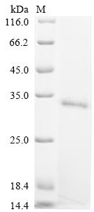 Recombinant Bovine Bone morphogenetic protein 4 (BMP4) - image 1