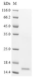Recombinant Human Bromodomain-containing protein 2 (BRD2) , partial - image 1