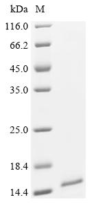 Recombinant Human Bromodomain-containing protein 4 (BRD4) , partial - image 1