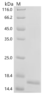 Recombinant Human Bromodomain-containing protein 4 (BRD4) , partial - image 1