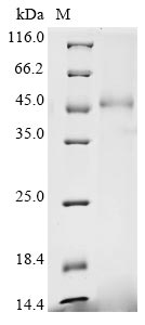 Recombinant Mouse Calreticulin (Calr) - image 1