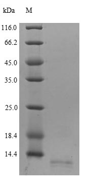 SDS-PAGE- Recombinant protein Human CCL18