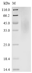 Recombinant Mouse CMRF35-like molecule 6 (Cd300c) , partial - image 1