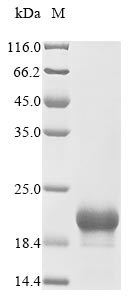 Recombinant Human CMRF35-like molecule 7 (CD300LB) , partial - image 1