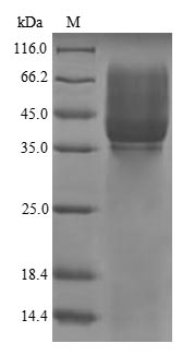 The reducing (R) protein migrates as 43 kDa in SDS-PAGE may be due to glycosylation.