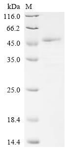 Recombinant Human Collagen alpha-1 (I) chain (COL1A1) , partial - image 1