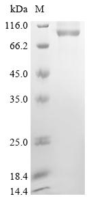Recombinant Mouse Chondroitin sulfate proteoglycan 4 (Cspg4) , partial - image 1