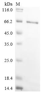 Recombinant Rat Chondroitin sulfate proteoglycan 4 (Cspg4) , partial - image 1