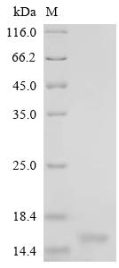 Recombinant Bovine Cystatin-C (CST3) - image 1