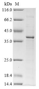 Recombinant Rat Cathepsin Z (Ctsz) - image 1