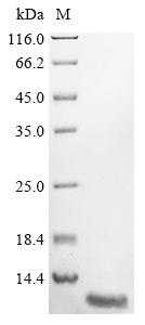 Recombinant Mouse Acyl-CoA-binding protein (Dbi) - image 1