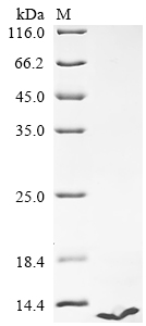 Recombinant Human Endothelin-3 (EDN3) - image 1