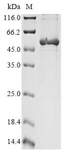 Recombinant Cricetulus griseus Elongation factor 1-alpha 1 (EEF1A1) - image 1