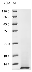 Recombinant Chicken Pro-epidermal growth factor (EGF) , partial - image 1