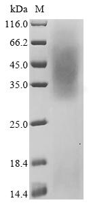 Recombinant Mouse Beta-enolase (Eno3) - image 1