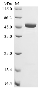Recombinant Mouse Beta-enolase (Eno3) - image 1