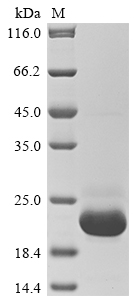 Recombinant Danio rerio Erythropoietin (epo) - image 1