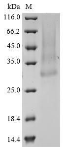 Recombinant Horse Erythropoietin (EPO) - image 1
