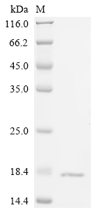 Recombinant Human Fatty acid-binding protein, intestinal (FABP2) - image 1