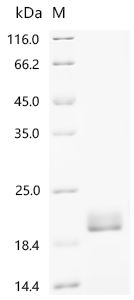 Recombinant Bovine Fibroblast growth factor 1 (FGF1) - image 1