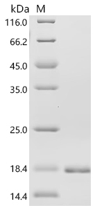 Recombinant Chicken Fibroblast growth factor 1 (FGF1) - image 1