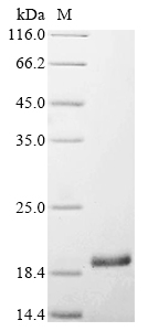 Recombinant Bovine Fibroblast growth factor 2 (FGF2) - image 1