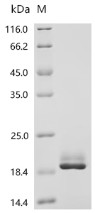 Recombinant Sheep Fibroblast growth factor 2 (FGF2) - image 1