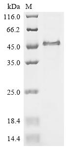 Recombinant Chicken Follistatin (FST) - image 1