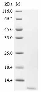 Recombinant Mouse Glucagon (Gcg) , partial - image 1