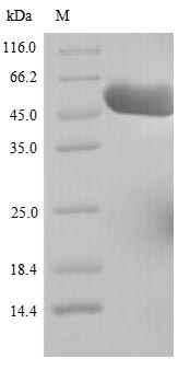 SDS-PAGE- Recombinant protein Human GDI2