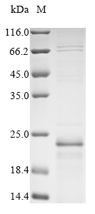 Recombinant Mouse Gap junction alpha-1 protein (Gja1) , partial - image 1