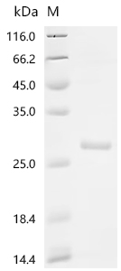 Recombinant Human Glutathione S-transferase A4 (GSTA4) - image 1