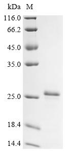 Recombinant Human Hepatoma-derived growth factor (HDGF) - image 1