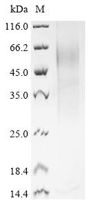 Recombinant Mouse Histidine-rich glycoprotein (Hrg) - image 1
