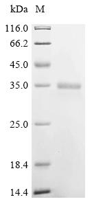 Recombinant Chicken Insulin-like growth factor I (IGF1) - image 1