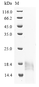 Recombinant Bovine Cation-independent mannose-6-phosphate receptor (IGF2R) , partial - image 1