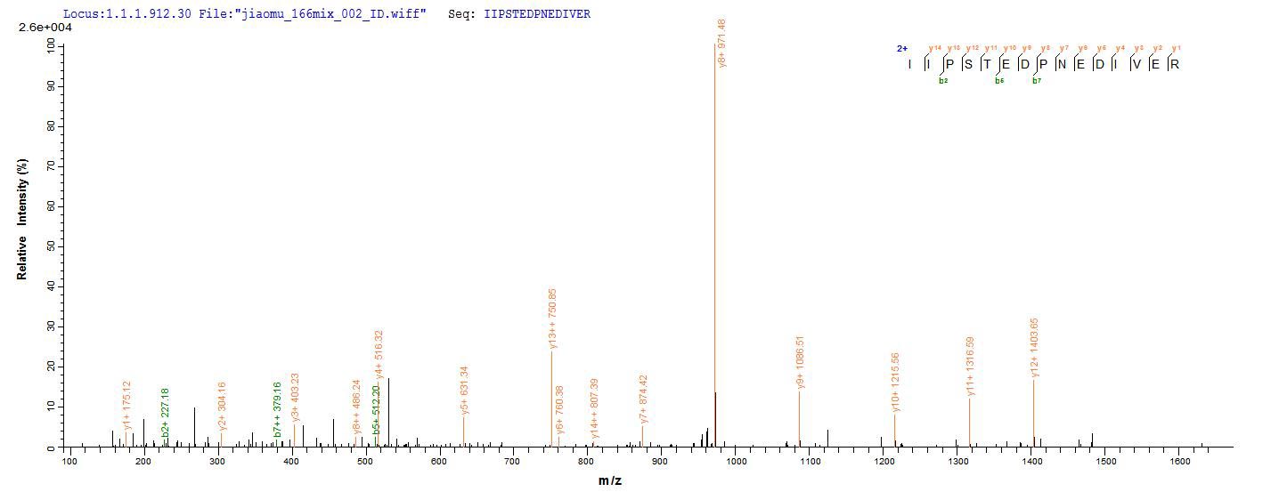 LC-MS Analysis 2- Recombinant protein Mouse Igj