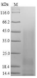 SDS-PAGE- Recombinant protein Mouse Igj