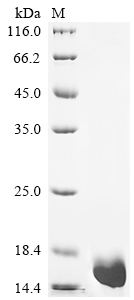 Recombinant Human Immunoglobulin lambda constant 1 (IGLC1) - image 1